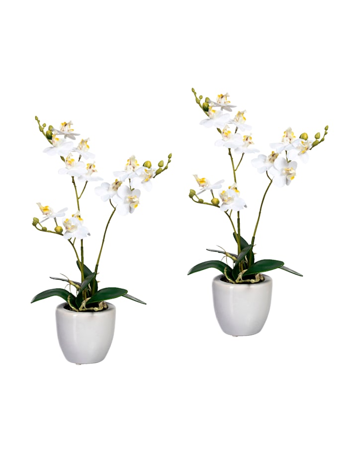 Image of 2er Set Mini-Orchidee Globen Lighting Weiß