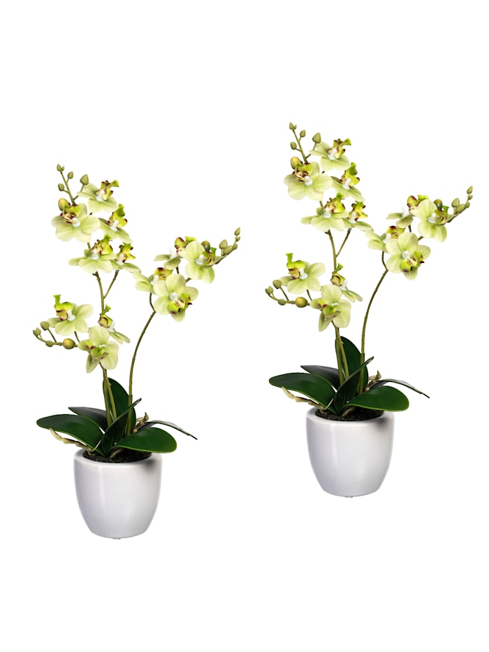 Image of 2er Set Mini-Orchidee Globen Lighting Grün