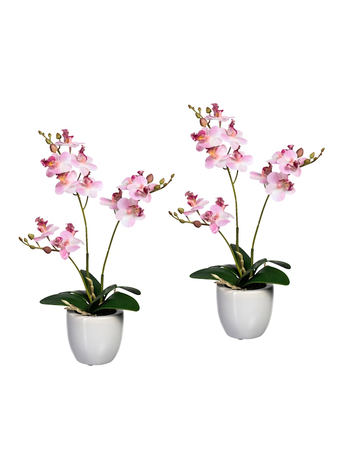 Lot de 2 mini orchidées Globen Lighting Rose
