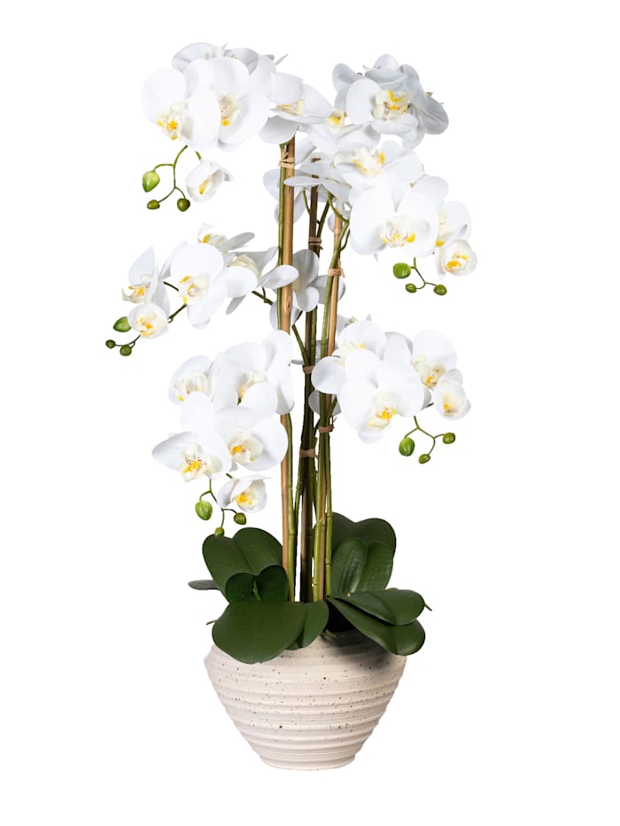 Orchidée phalaenopsis dans un pot en céramique Globen Lighting Blanc