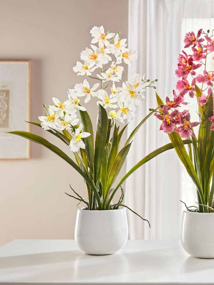Orchidee Gasper Wit