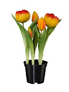 2er Set Tulpen