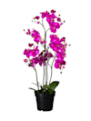 Orchidee mit Knospen
