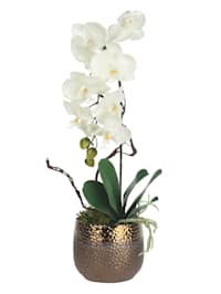 Arrangement Orchidee