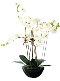 Kunstpflanze Orchidee Modern