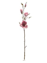 Branche de magnolia givrée
