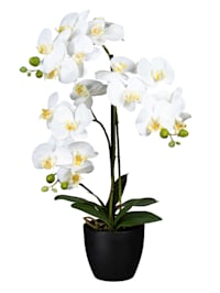 Orchidee in schwarzem Topf