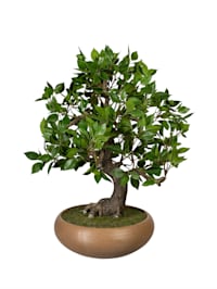 Bonsai Ficus in Schale