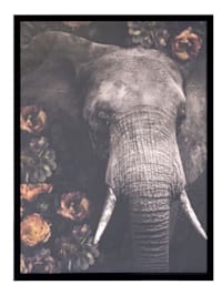 Bild, Elefant