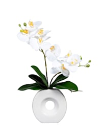 Orchidea vo váze