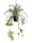 Wasserlilie im Hängetopf, Grün