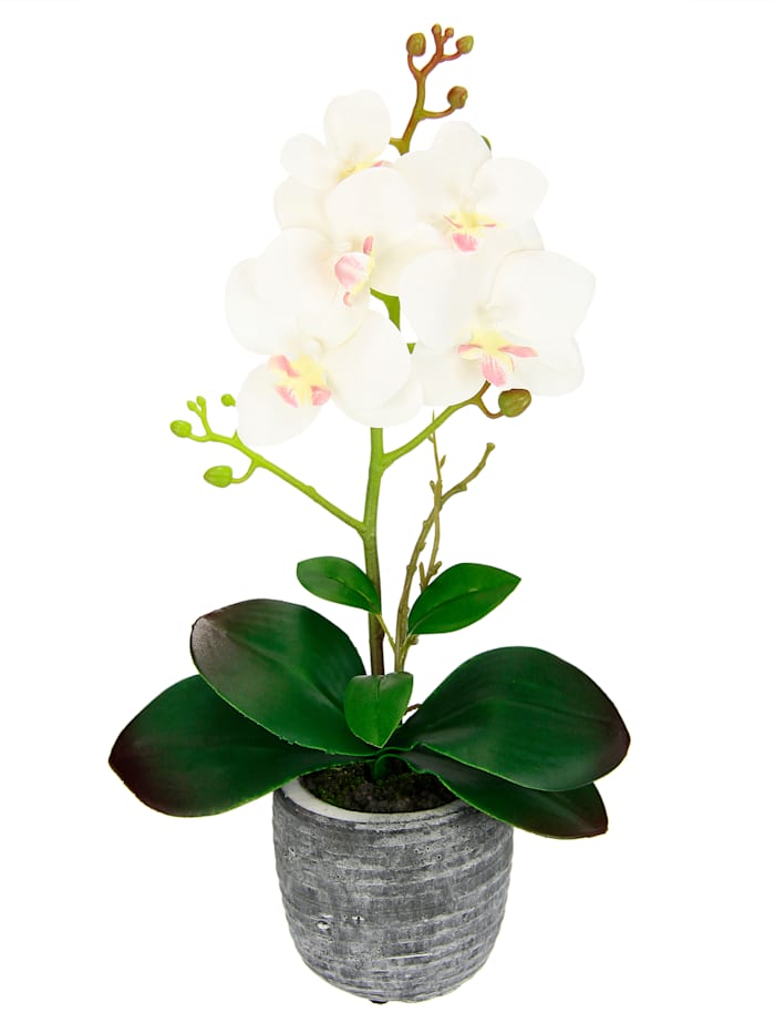 Orchidea v kvetináči, Krémová-biela
