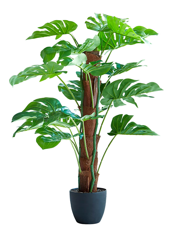 Philodendron, Groen