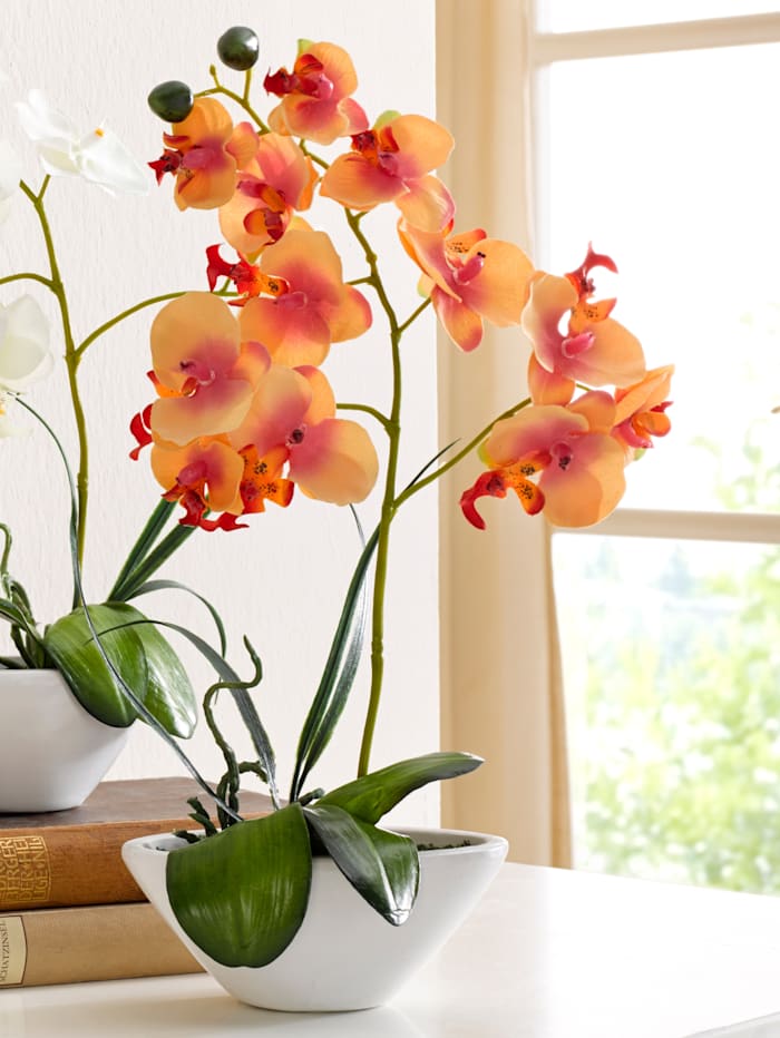 KLiNGEL Phalaenopsis, Oranje