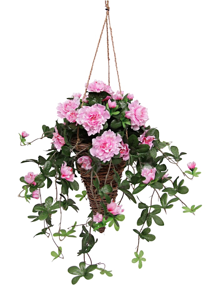 Azalea in hanging basket, Roze