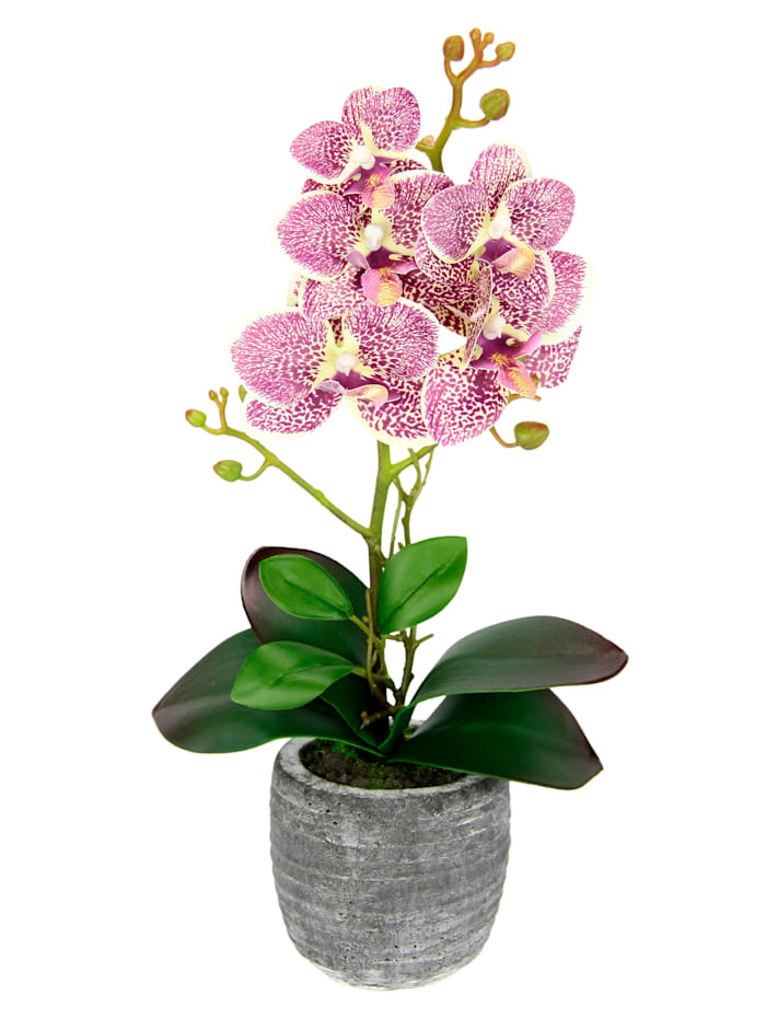 Orchidea v kvetináči, Fuksia