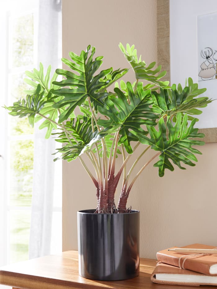 IGEA Philodendron, Groen