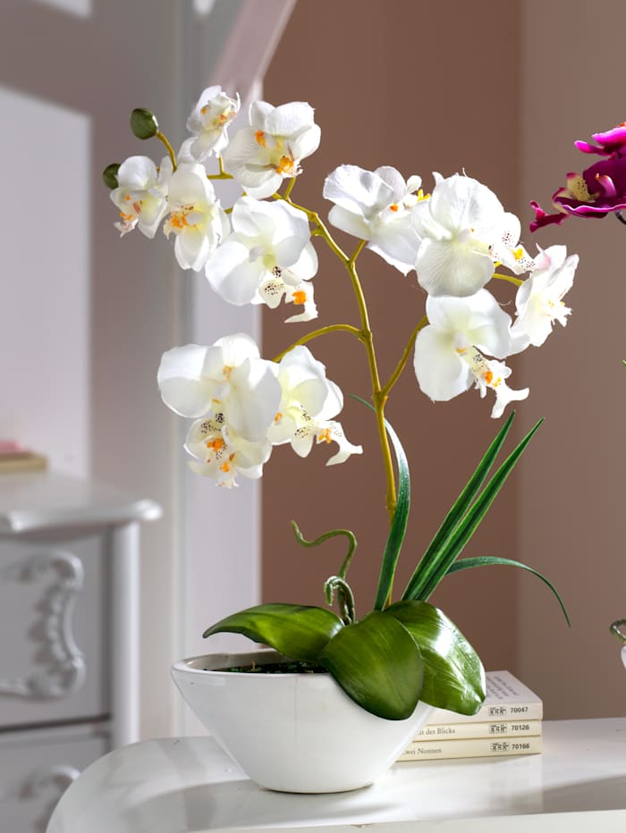 Phalaenopsis, Weiß